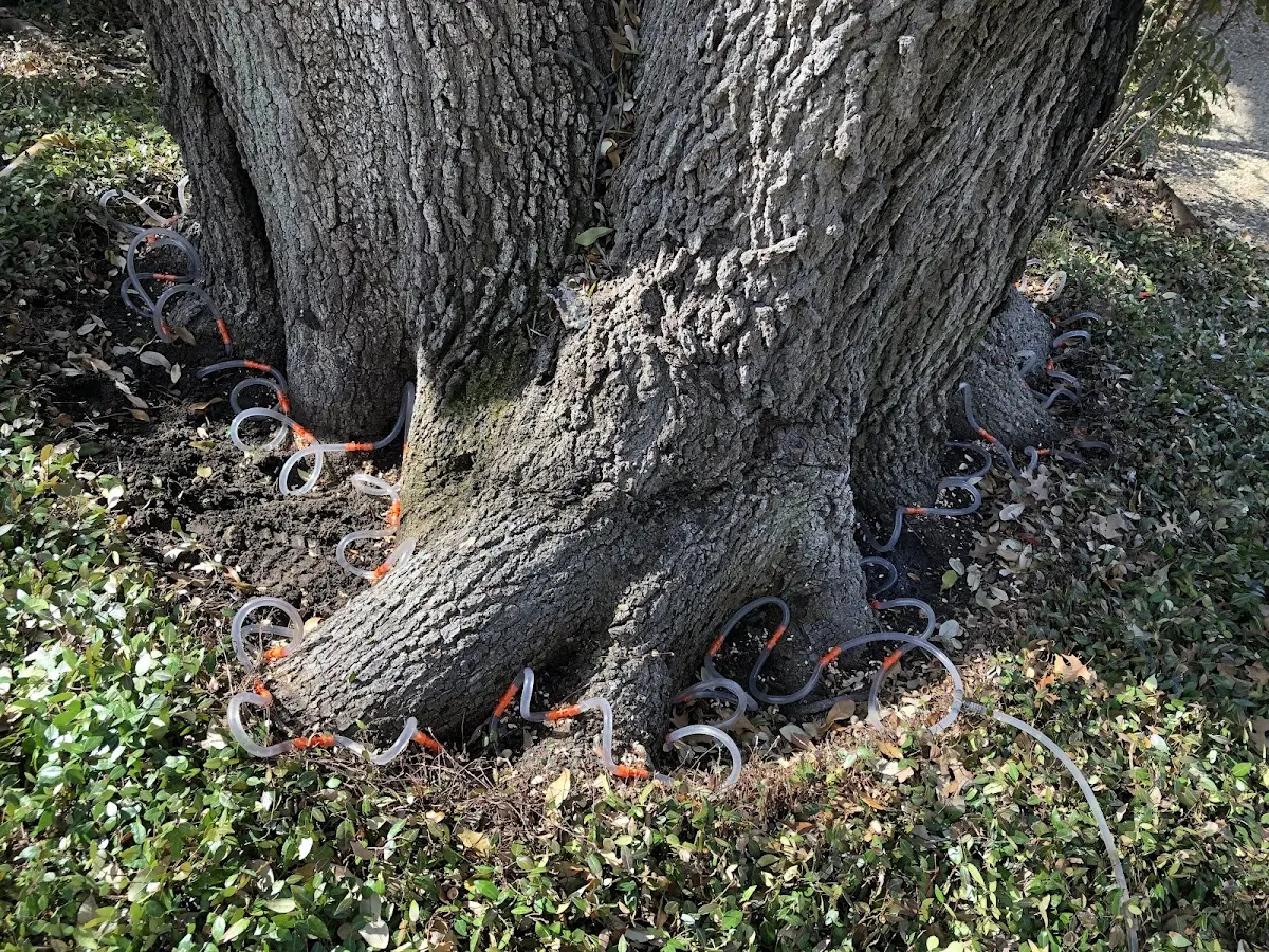 Detailed Tree Cabling and Bracing job site in Colstrip