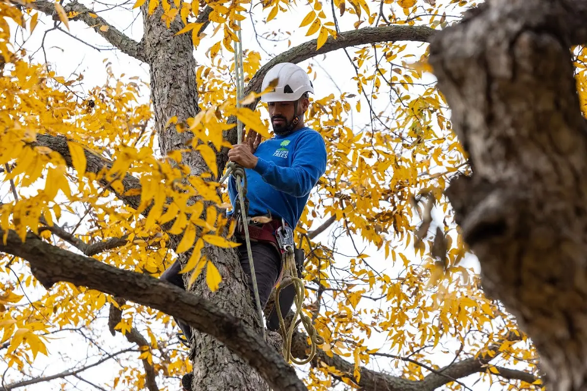 Skilled Tree Trimming crew working in Colstrip